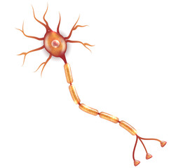 Wall Mural - Neuron