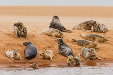 Pod Of Seals Lying On A Sandbank, Aberdeen, Scotland, UK