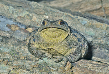 Wall Mural - Toad (Bufo gargarizans) 27