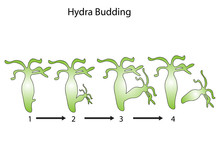 Hydra Budding