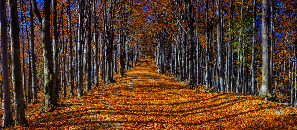 Colorful autumn trees - obrazy, fototapety, plakaty 