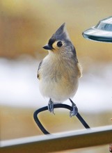 Tufted Titmouse.
