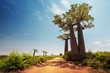 Leinwandbild Motiv Madagascar. Baobab trees