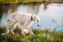 White Russian Borzoi, Borzaya Hunting Dog Walking Near River