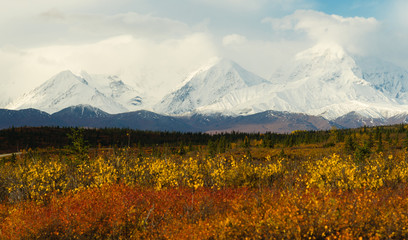 Wall Mural - Plants Ground Cover Change Color Alaska Mountains Autumn Season