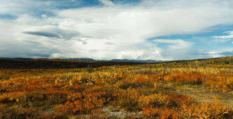 Wall Mural - Plants Ground Cover Change Color Alaska Mountains Autumn Season