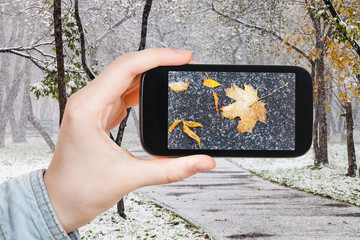 Poster - picture of fallen leaves in snow in urban park