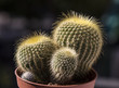 Small three part cactus plant