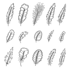 Wall Mural - hand drawn vintage feathers set. pen graphic vector illustration