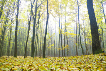 Canvas Print - autumn forest