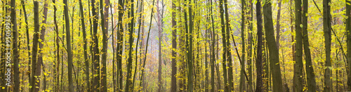 Nowoczesny obraz na płótnie autumn forest