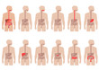 human anatomy digestive system, stomach vector illustration 