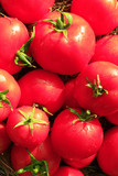 Fototapeta Kuchnia - rich yield of red tomatoes