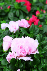 Poster - Beautiful rose flowers, close-up, on green background