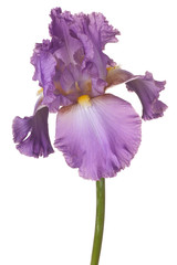 Wall Mural - iris
