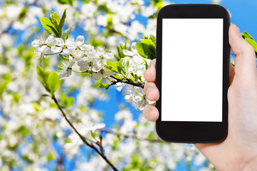 Poster - smartphone white flowers on apple tree in spring