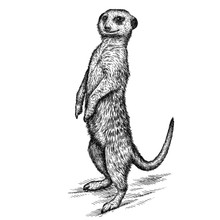 Engrave Meerkat Illustration