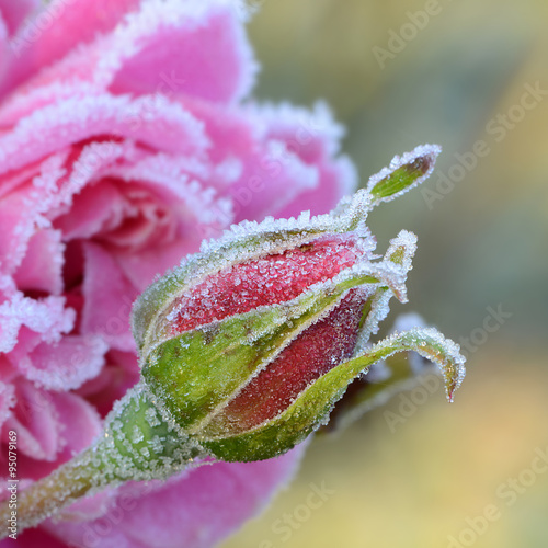 Naklejka na szybę Blumen 540