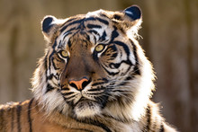 Sumatran Tiger, Panthera Tigris Sumatrae