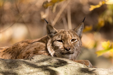 Wall Mural - Lynx Portrait during the autumn