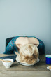 © dreamerve - tired and exhausted lady puts her head into her plate