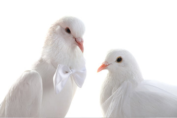 Sticker - Portrait Wedding doves