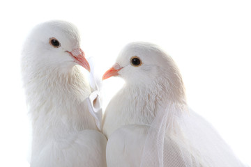 Sticker - Portrait Wedding doves