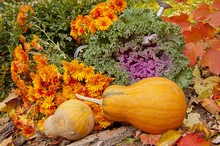 Two Orange Pumpkins, Chrysanthemums And Decorative Cabbage In A Garden In Autumn