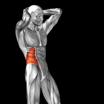 Conceptual 3D anatomy muscle isolated