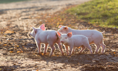 Wall Mural - Piglets walking on farm