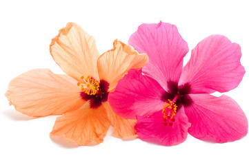 two hibiscus flower isolated on white background