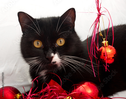 Obraz Dibond cat playing with Christmas decorations