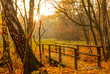 © lukasdesign - Autumn Scene in Forest