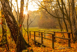 Fototapeta  - Autumn Scene in Forest