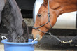 Two horses eating out of the same bucket.