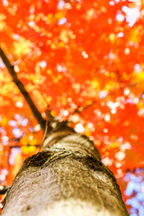 autumn forest trees from the bottom. nature green wood sunlight backgrounds, Soft focus! shallow depth of field