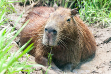 Capybara (Hydrochoerus Hydrochaeris)  In Esteros Del Ibera, Argentina