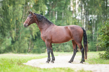 Wall Mural - Beautiful latvian horse in summer