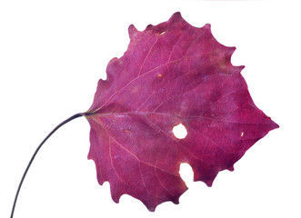 Sticker - dark red isolated aspen fall leaf