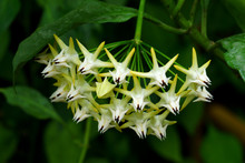 Beautiful Hoya Multiflora Blooming