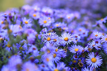Small Purple Asters Wildflowers Background