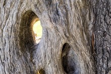 Texture Of An Old Olive Tree