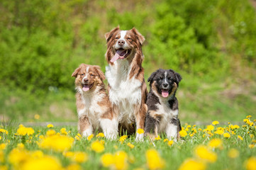 Wall Mural - Family of australian shepherd dogs sitting on the field with dandelions