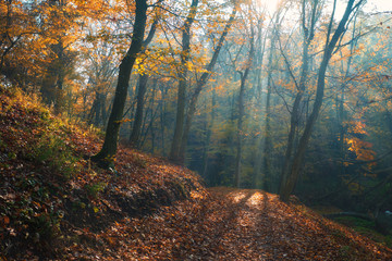 Sticker - Amazing sunrays of dreamy autumn forest