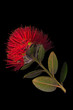 New Zealand Pohutukawa flower is known as the NZ Christmas tree flower