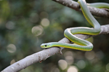 african boomslang (tree snake; dispholidus typus)