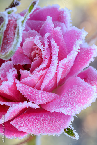 Naklejka - mata magnetyczna na lodówkę Blumen 538