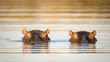 Two hippos in the water