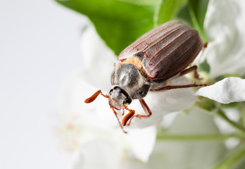 Wall Mural - June Bug and white apple flower