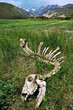 Skeleton at Rocky Mountaion National Park